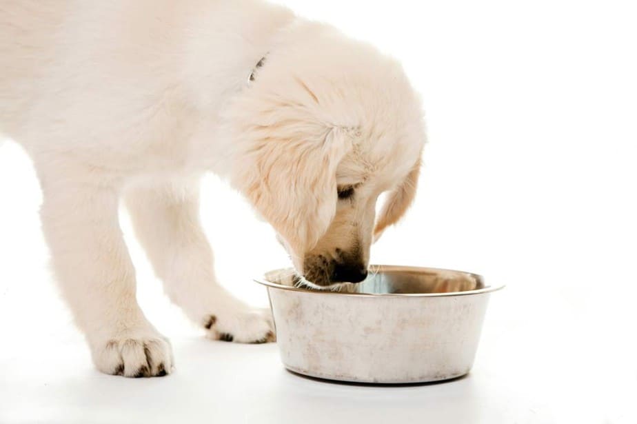 Puppy Won't Eat Kibble? Do This! | HoundGames