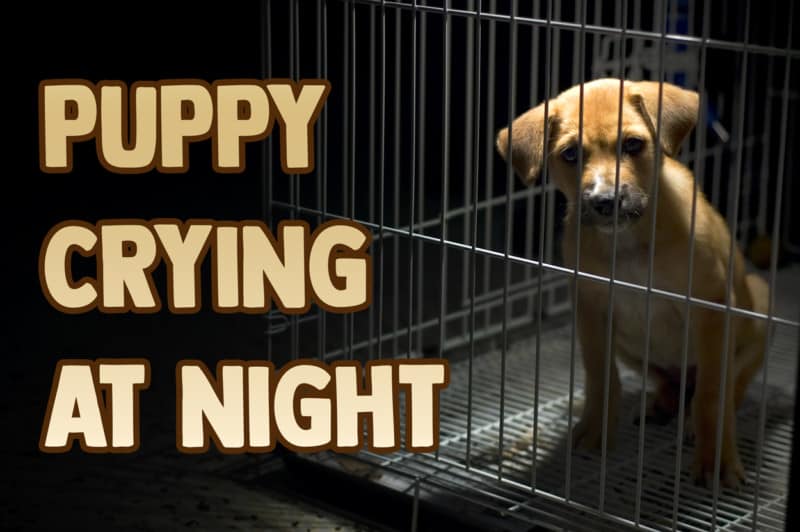 Puppy is Crying at Night Why and what to do HoundGames