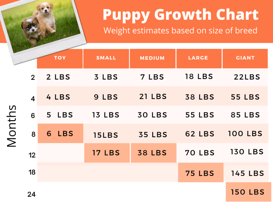 Puppy growth rate charts: (When puppies grow the most) - HoundGames