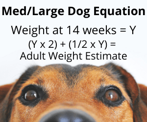 medium and large puppy growth equation
