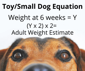 toy and small puppy growth equation