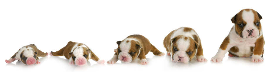 stages of growth of new born puppy