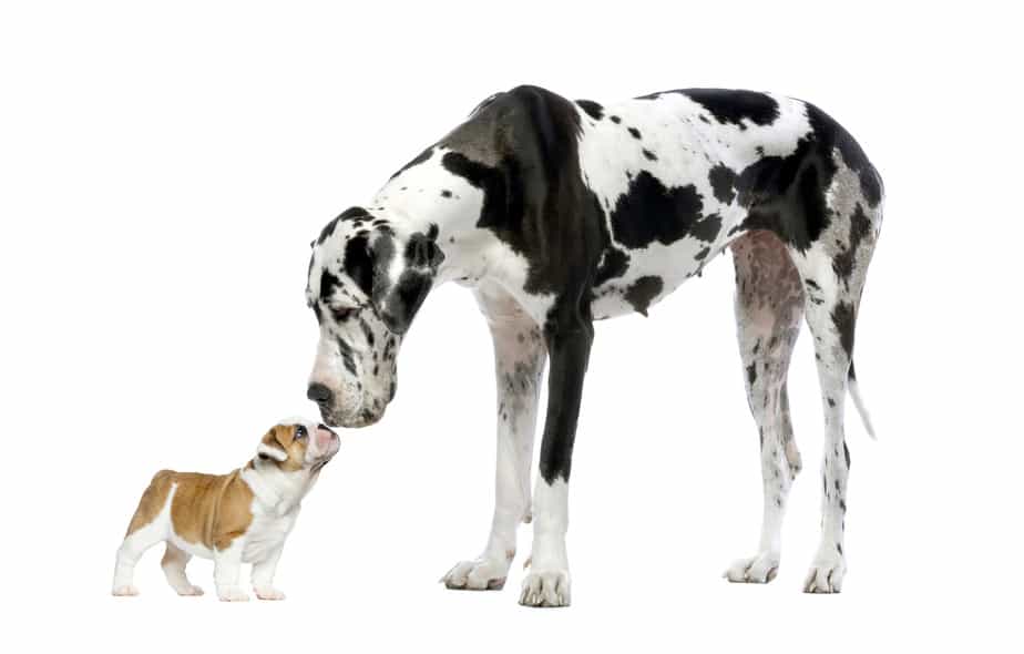 small puppy looking up at giant adult dog